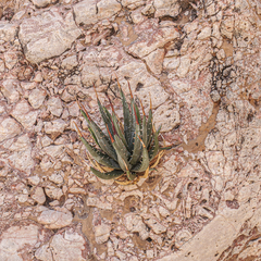 Agave utahensis