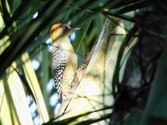 Melanerpes chrysogenys