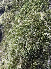 Homalothecium fulgescens