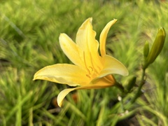 Hemerocallis lilioasphodelus