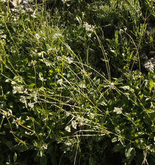 Valeriana occidentalis