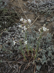 Silene viscosa