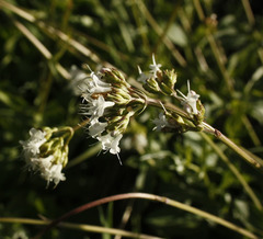 Valeriana occidentalis