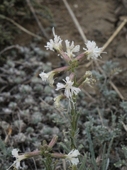 Silene viscosa
