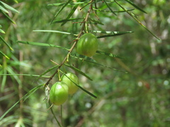Persoonia virgata