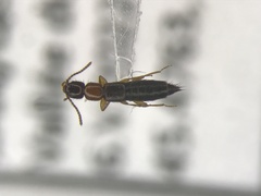 Sunius melanocephalus