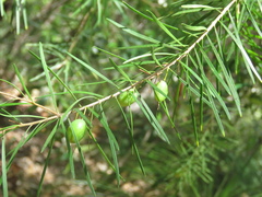 Persoonia virgata