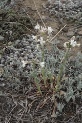 Silene viscosa