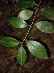 Cleistanthus cunninghamii