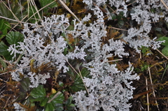 Stereocaulon saxatile