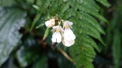 Calanthe alismifolia
