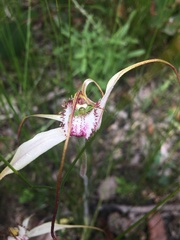 Caladenia tentaculata × venusta