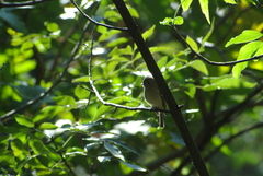 Empidonax hammondii