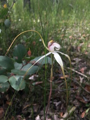 Caladenia tentaculata × venusta