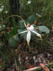Caladenia tentaculata × venusta
