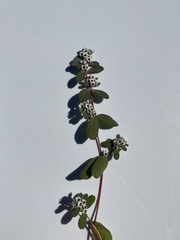 Euphorbia pediculifera