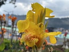 Canna × generalis