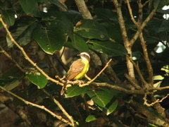 Myiozetetes cayanensis