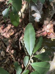 Ardisia cornudentata morrisonensis