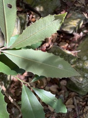 Ardisia cornudentata morrisonensis