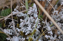 Stereocaulon saxatile