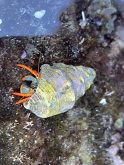Calcinus californiensis