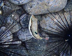 Canthigaster bennetti