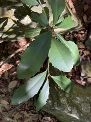 Ardisia cornudentata morrisonensis