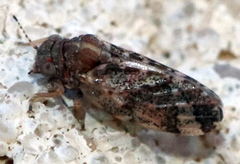 Pachypsylla celtidisvesicula