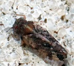 Pachypsylla celtidisvesicula