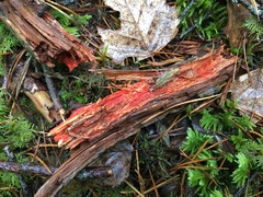 Phanerochaete sanguinea
