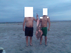 Pseudobatos planiceps