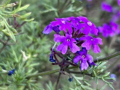 Glandularia canadensis
