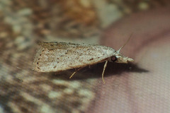 Meganola brunellus