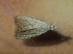 Meganola brunellus