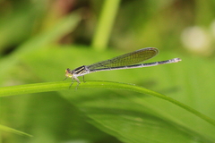 Pseudagrion ignifer