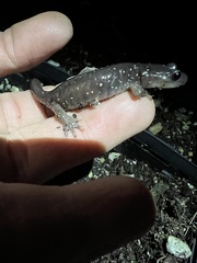 Aneides lugubris