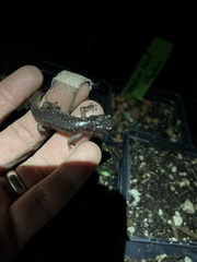Aneides lugubris