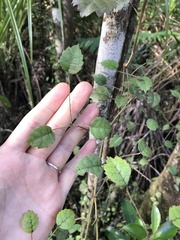 Rubus australis