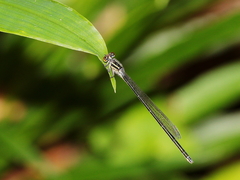 Pseudagrion ignifer