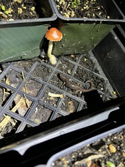 Aneides lugubris
