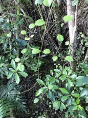 Rubus australis