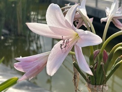 Crinum moorei