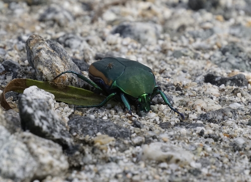 iNaturalist observation photo of Figeater Beetle