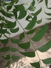 Azadirachta indica