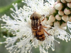 Eristalinus punctulatus