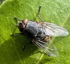 Calliphora