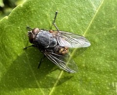 Calliphora