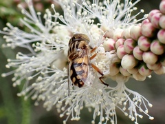 Eristalinus punctulatus