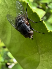 Calliphora